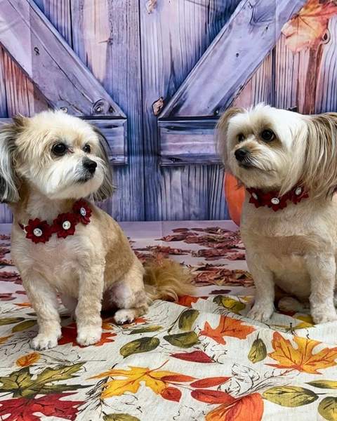 Two small shih tzu mixes together, matching red collars