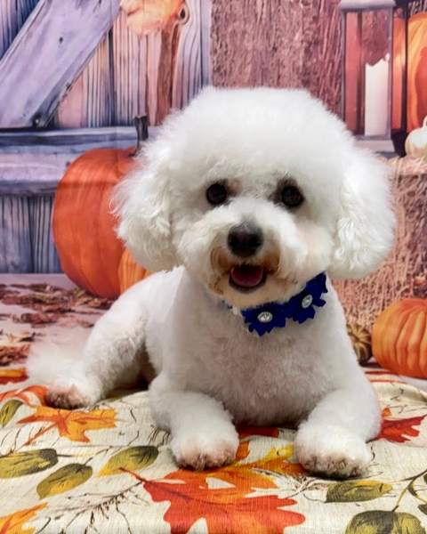 Bichon, blue flower collar, close-up sit, barn backdrop