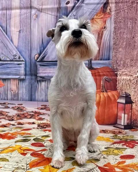 Schnauzer/terrier mix, standing plain, purple barn backdrop