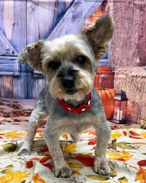 Schnauzer/terrier, red beaded collar, standing, barn backdrop