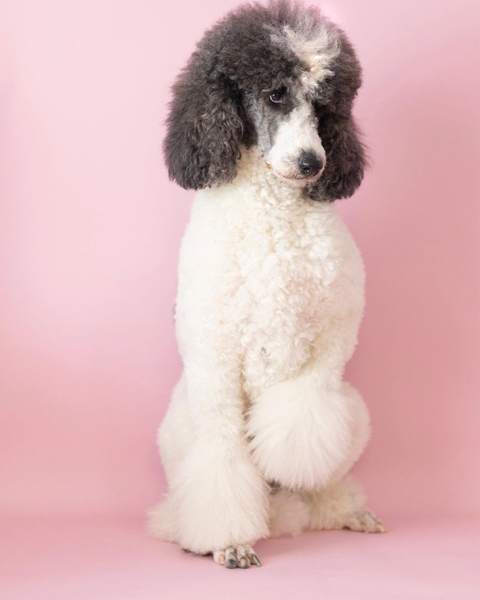 White/gray poodle finished groom sitting portrait, clean pink studio background