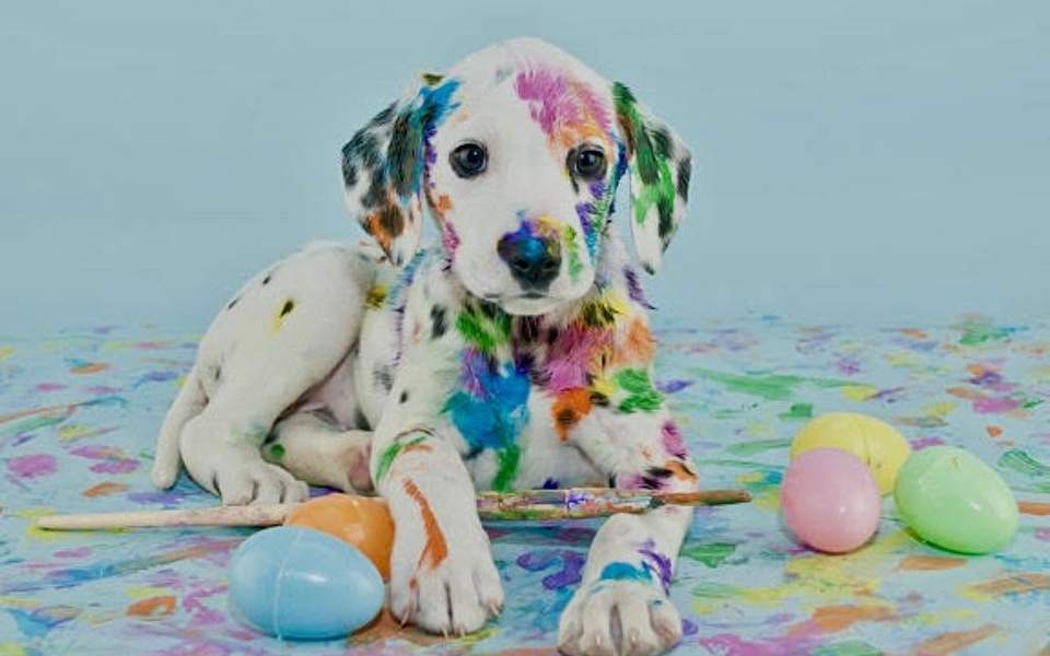 Pastel rainbow-painted dalmatian puppy Easter eggs colorful backdrop