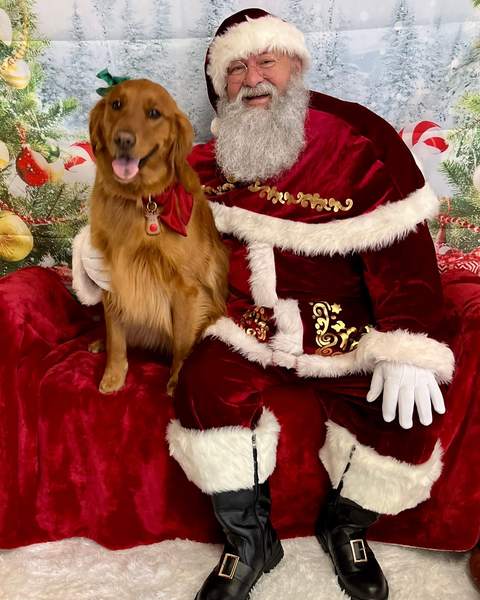 Santa seated beside golden retriever looking at camera, clean shot