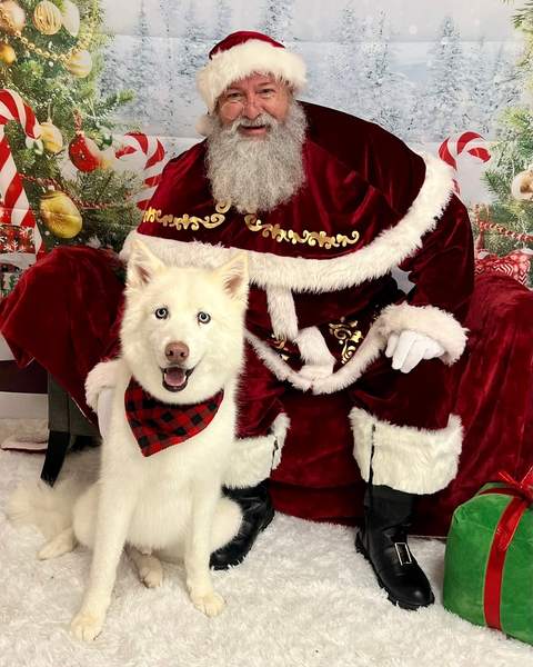 Santa standing beside white husky wearing red bandana, full body