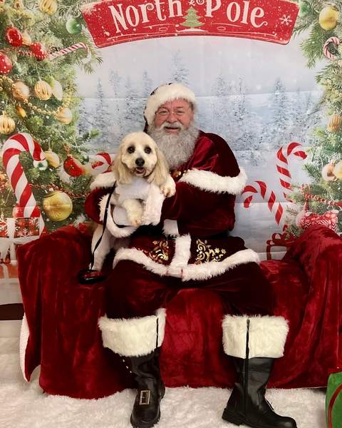 Santa holding cocker spaniel type dog, north pole backdrop
