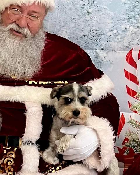 Santa holding schnauzer puppy, north pole backdrop